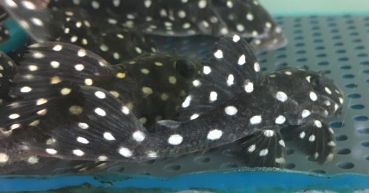 LDA033 Snowballwels, Baryancistrus sp. (L142)